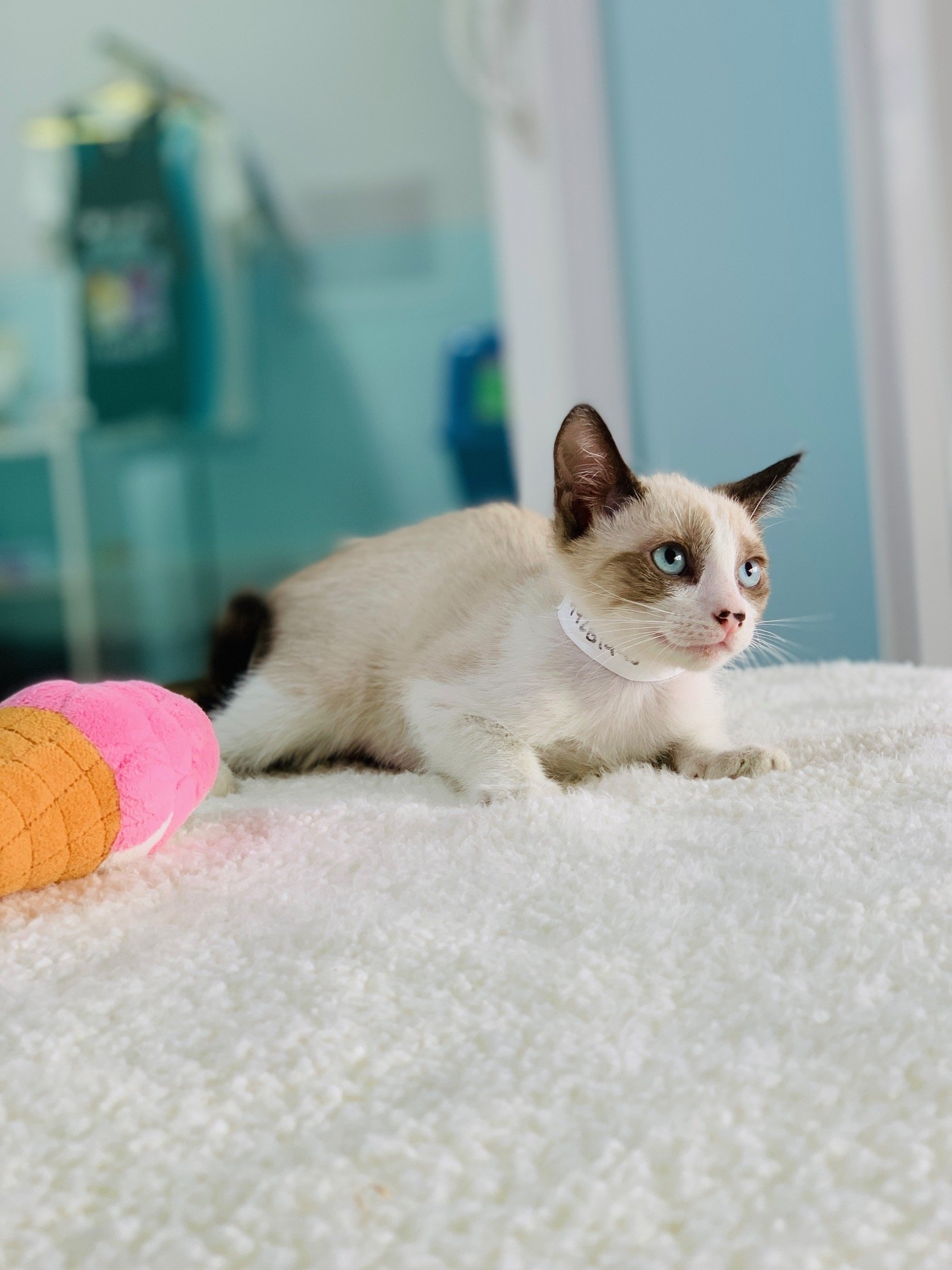 Volunteer fostering a rescue cat representing the foster program at California Animal Rescue Inc that helps animals prepare for their forever homes